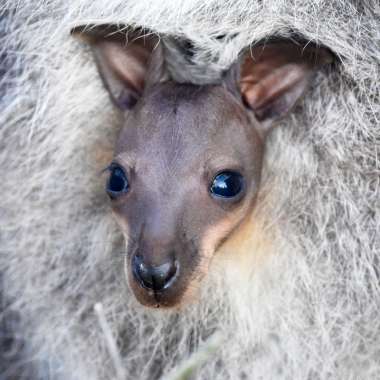 Nat The Newly Born Wallaby