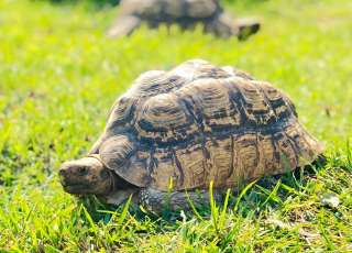 A Great Year For The Tortoise Rescue Centre