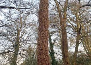 BEES Do Pest Control