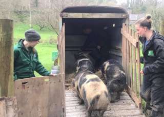 Sorry To See Our Kune Pigs Leave