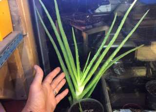 Hook It Cook It Cannabis To Carrots Full Steam Ahead