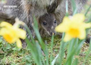 Win An Amazing Animal Encounter