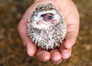 The Hedgehugs Welcome Three New Members