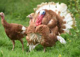 Out On The Road With Eggs