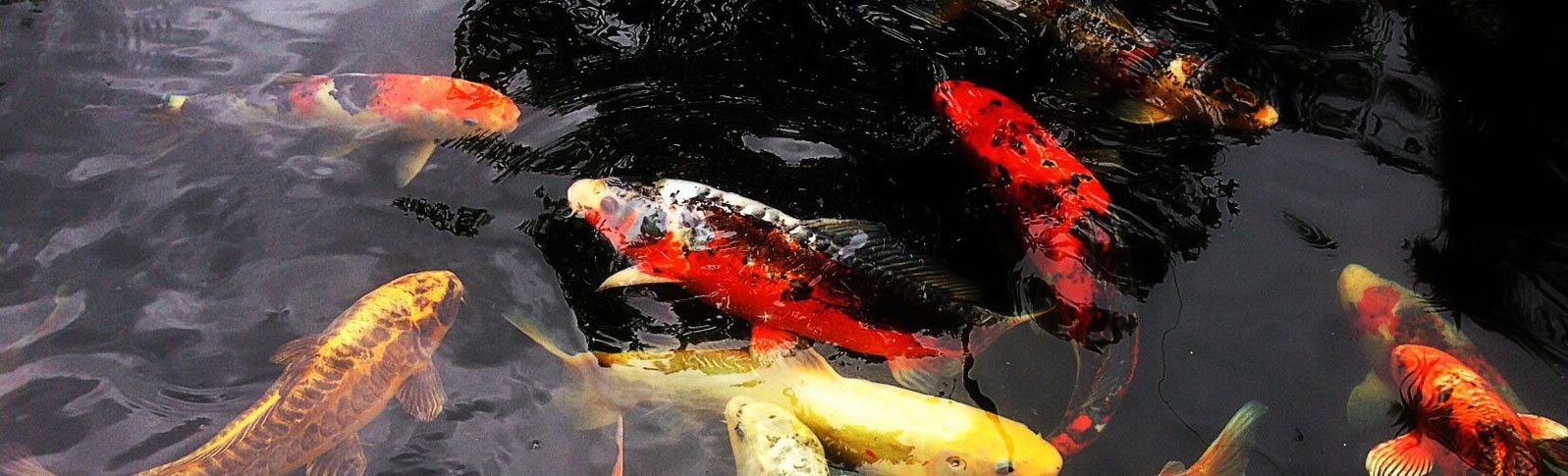 BEES UK - Header Image